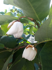 Magnolia sieboldii