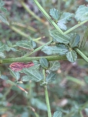 Ceanothus thyrsiflorus thyrsiflorus