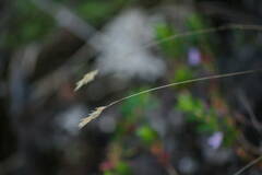 Anthoxanthum odoratum