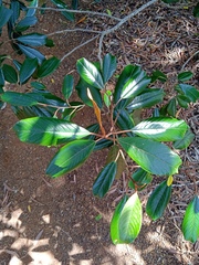 Alphitonia neocaledonica