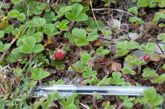 Fragaria hayatae