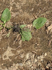 Araneus saevus