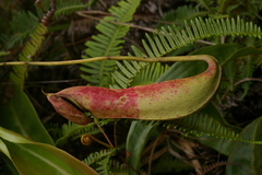 Nepenthes mirabilis