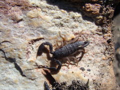 Opisthacanthus capensis