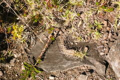 Cenchrus clandestinus