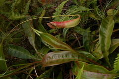 Nepenthes mirabilis