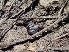 Opisthacanthus capensis