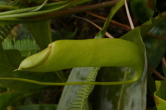 Nepenthes mirabilis