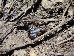 Opisthacanthus capensis