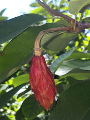 Magnolia sieboldii