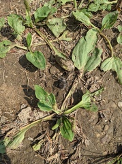 Araneus saevus