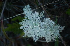 Artemisia mauiensis