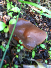 Auricularia auricula-judae
