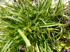 Cyperus gracilis