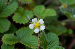 Fragaria hayatae