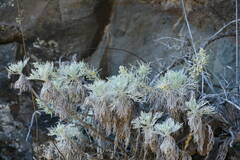 Artemisia mauiensis