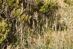 Holcus lanatus