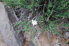 Calycoseris wrightii