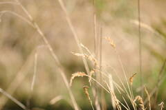 Anthoxanthum odoratum