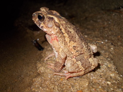 Ingerophrynus galeatus