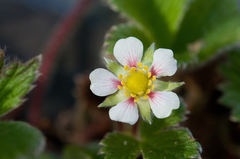 Fragaria hayatae
