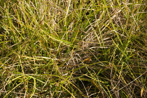 Carex subfusca observed 2022-10-25