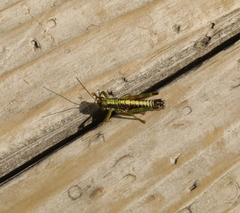 Booneacris glacialis