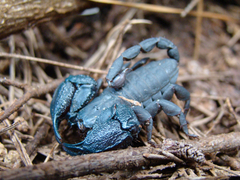 Opisthacanthus
