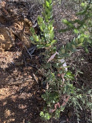 Arctostaphylos regismontana
