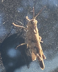 Spharagemon cristatum