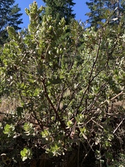 Arctostaphylos regismontana