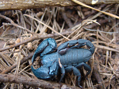 Opisthacanthus