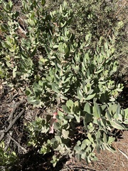 Arctostaphylos regismontana