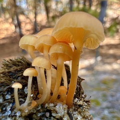 Gloioxanthomyces nitidus