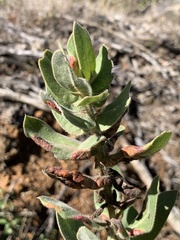 Arctostaphylos regismontana
