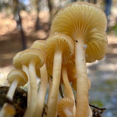 Gloioxanthomyces nitidus
