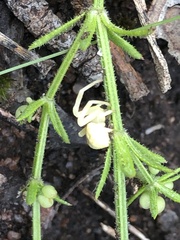 Zygometis xanthogaster