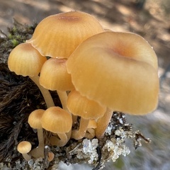 Gloioxanthomyces nitidus