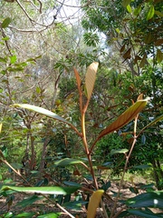 Alphitonia neocaledonica