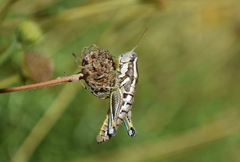 Paraidemona
