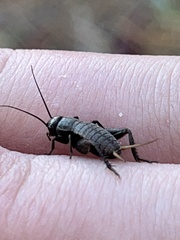 Gryllus veletis