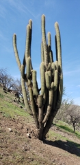 Trichocereus chiloensis
