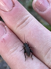 Gryllus veletis
