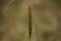 Anthoxanthum odoratum