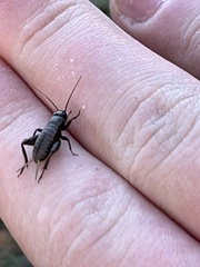 Gryllus veletis