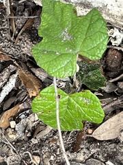 Vitis mustangensis