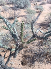 Cylindropuntia thurberi