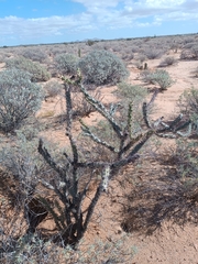 Cylindropuntia thurberi