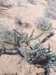 Cylindropuntia thurberi