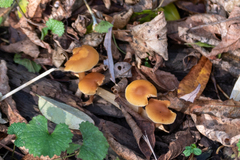 Pholiotina rugosa